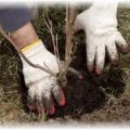 How and when is it better to plant an apple tree with a closed and open root system, the distance between seedlings