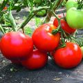 Kuvaus Tomaatti-tomaattilajikkeesta ja sen ominaisuuksista