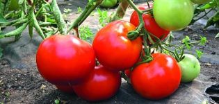 Beschreibung der Tomatensorte Star of the East und ihrer Eigenschaften