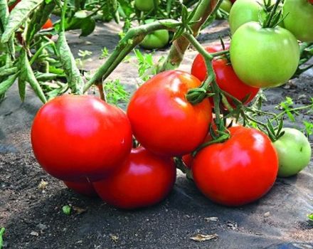 Description de la variété de tomate Star of the East et ses caractéristiques