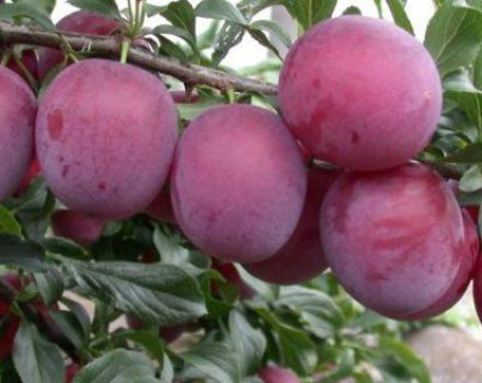 Descripción y características de la variedad de ciruela cereza cometa Kuban, plantación y cuidado.