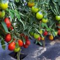 Açık zemin için armut biçimli domates çeşitlerinin tanımı