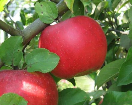 Beschrijving en kenmerken van de Auxis-appelboom, aanplant, teelt en verzorging