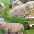 Tsigai šķirnes aitu apraksts un raksturojums, to uzturēšanas noteikumi
