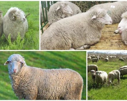Beschrijving en kenmerken van de schapen van het Tsigai-ras, de regels voor hun onderhoud