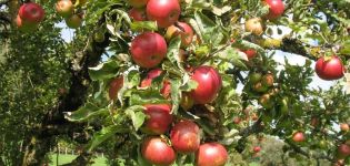 Descrizione e caratteristiche dei meli varietà Elena, regole di impianto e coltivazione