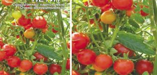 Floridos petite pomidorų veislės ir jos savybių aprašymas