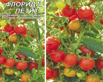 Beschreibung der zierlichen Tomatensorte Florida und ihrer Eigenschaften