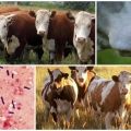 العامل المسبب وأعراض الجمرة المنتفخة في الأبقار ، علاج الإيمكار