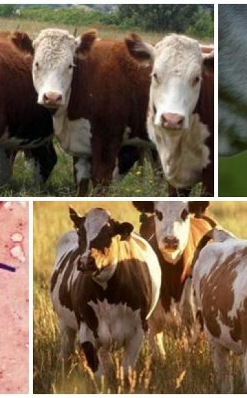 Ejen penyebab dan gejala karbohidrat emfisematosa pada lembu, rawatan emkar