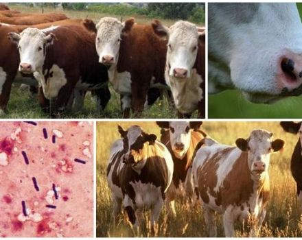 El agente causal y los síntomas del ántrax enfisematoso en el ganado, el tratamiento de emkar.