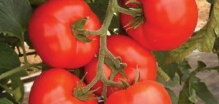 Egenskaper och beskrivning av variationen av tomat Kakadu