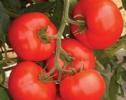 Características y descripción de la variedad de tomate Kakadu.