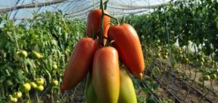 Descripción de la variedad de tomate Aidar, sus características y sabor