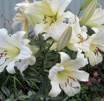 Description of the best varieties of tree lilies, planting and care in the open field