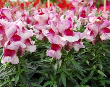 Description of the best varieties of perennial snapdragons, planting and care
