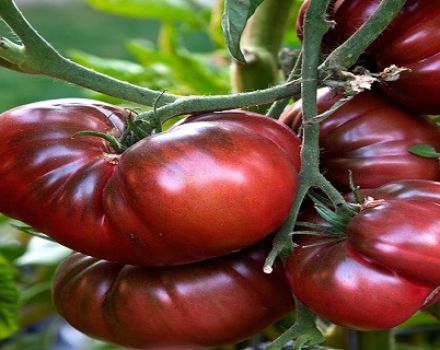 Romas tomātu šķirnes raksturojums un apraksts, tās raža