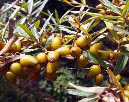 Come trattare l'olivello spinoso da malattie e parassiti, trattamento e controllo di essi