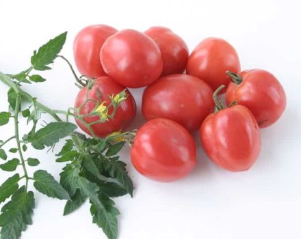 Beskrivning av tomatsorten Talisman, funktioner för odling och vård