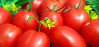 Description de la variété de tomate Pearl of Siberia et ses caractéristiques