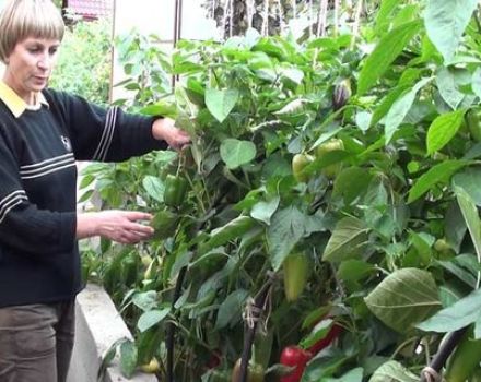Cómo cultivar y cuidar pimientos en un invernadero desde la siembra hasta la cosecha