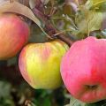 Krymo obuolių veislių Sinap Orlovsky, Kandil ir Gorny charakteristikos ir aprašymas