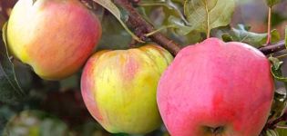 Krymo obuolių veislių Sinap Orlovsky, Kandil ir Gorny charakteristikos ir aprašymas