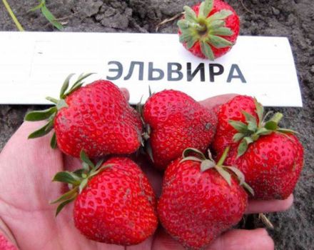 Beskrivelse af Elvira jordbær, plantning, dyrkning og reproduktion