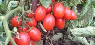 Beskrivning av tomatsorten Hårdarbetare, funktioner i odling och vård