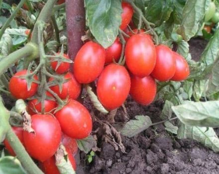 Descrizione della varietà di pomodoro Gran lavoratore, caratteristiche di coltivazione e cura