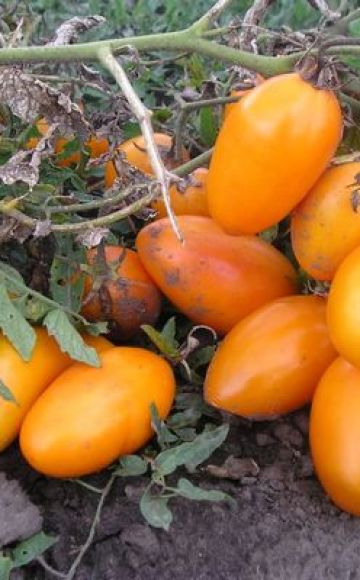 Descrizione della varietà di pomodoro Barile, sue caratteristiche e resa
