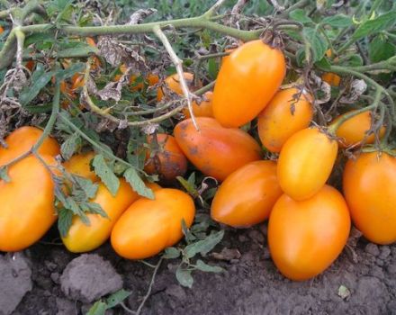 Opis odrody paradajok Barrel, jej vlastnosti a produktivita