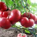 Description of tomato variety Pink Dream f1 and its characteristics