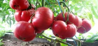 Popis odrůdy rajčat Pink Dream f1 a její vlastnosti