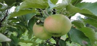 Beskrivning av Yesenia columnar apple variation, fördelar och nackdelar, hur man skördar och lagrar grödan