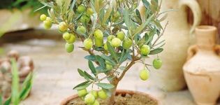 Reproduction, culture et soin de l'olive à la maison
