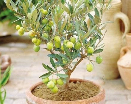Reproduktion, odling och skötsel av oliv hemma