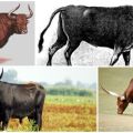 Popis a lokalita primitivních býků kol, pokusy o obnovu druhu
