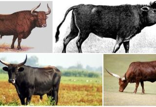 Опис и станиште примитивних бикова округа, покушаји да поново створе врсту