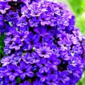 Planting, growing and caring for heliotrope in the open field, varieties and types