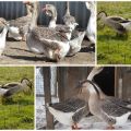 Descripción y características de los gansos de la raza Kuban, su cría y cuidado.
