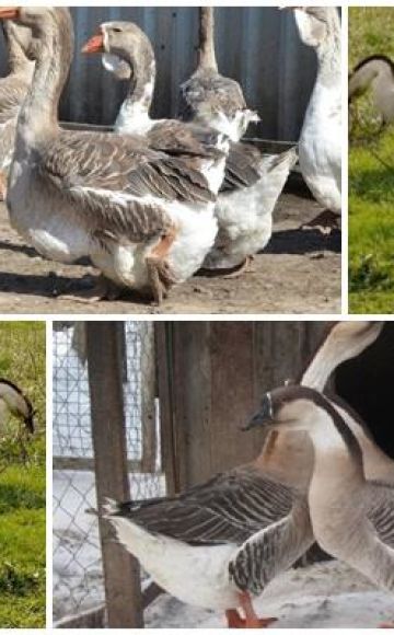 Descripción y características de los gansos de la raza Kuban, su cría y cuidado.