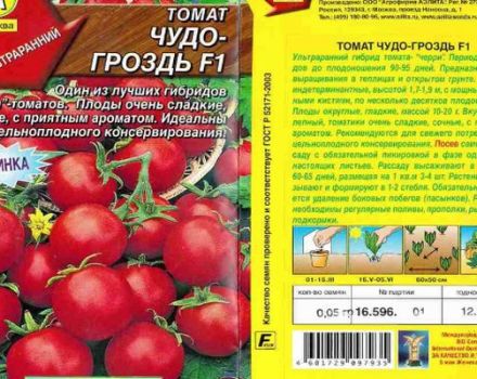 Description of the variety tomato Miracle F1 bunch and its characteristics