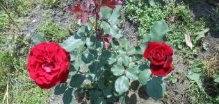 Description de la variété de rosier grimpant Don Juan, règles de plantation et d'entretien