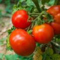 Pomidorų veislės Blizzard aprašymas ir jo savybės