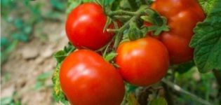 Pomidorų veislės Blizzard aprašymas ir jo savybės