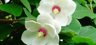 15 migliori varietà e tipi di magnolie con descrizioni e caratteristiche