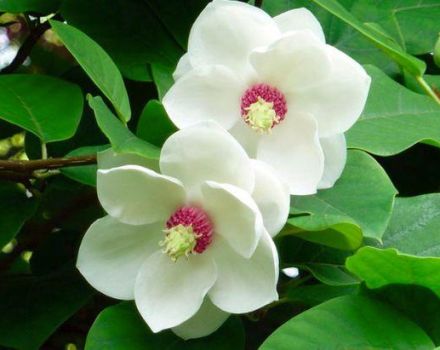 15 geriausių magnolijų veislių ir tipų su aprašymais ir charakteristikomis