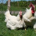 Characteristics and description of Hercules chickens, maintenance rules