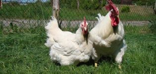 Egenskaper och beskrivning av kycklingar av rasen Hercules, underhållsregler